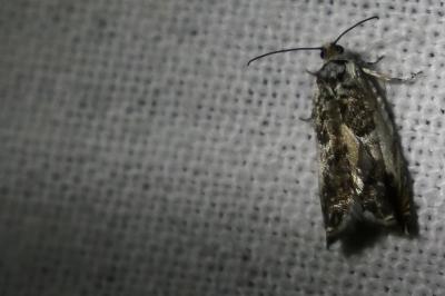 <i>Eudonia angustea</i>