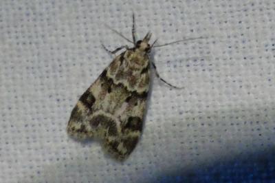 <i>Eudonia delunella</i>