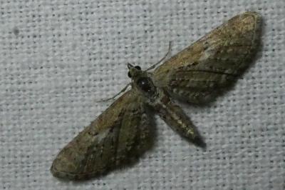 <i>Eupithecia</i>
