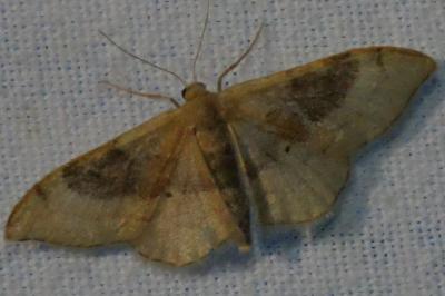 <i>Idaea degeneraria</i>