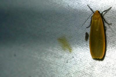 <i>Katha depressa</i>