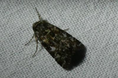 <i>Lycophotia porphyrea</i>