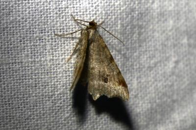 <i>Macaria alternata</i>