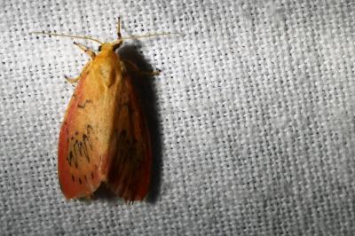 <i>Miltochrista miniata</i>