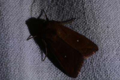 <i>Mythimna albipuncta</i>