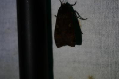 <i>Noctua pronuba</i>