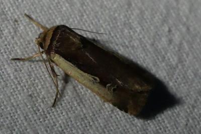 <i>Ochropleura plecta</i>