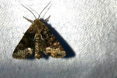 <i>Oligia</i>