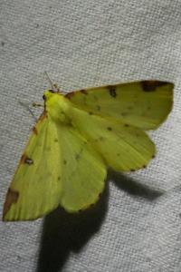 <i>Opisthograptis luteolata</i>