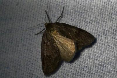 <i>Pachycnemia hippocastanaria</i>
