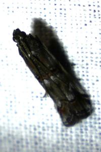 <i>Pempelia palumbella</i>