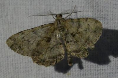 <i>Peribatodes rhomboidaria</i>