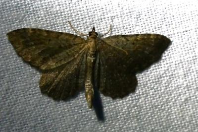 <i>Philereme vetulata</i>