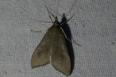 <i>Udea ferrugalis</i>