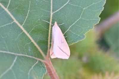 <i>Rhodometra sacraria</i>
