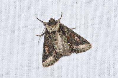 <i>Allophyes oxyacanthae</i>