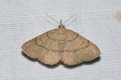 <i>Paracolax tristalis</i>