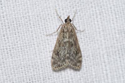<i>Eudonia truncicolella</i>