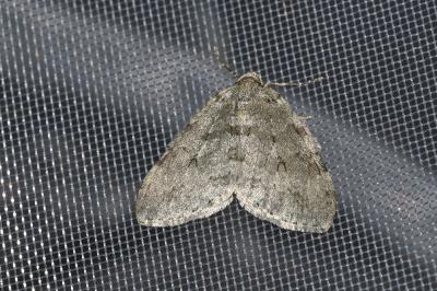 <i>Epirrita christyi</i>