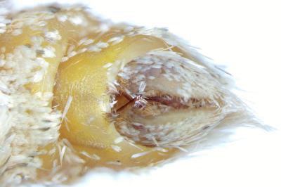 <i>Epirrita christyi</i>