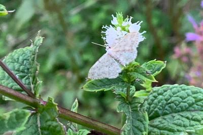 <i>Idaea seriata</i>