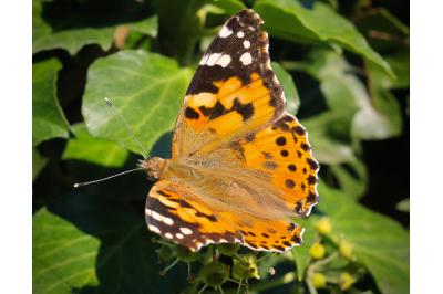 <i>Vanessa cardui</i>