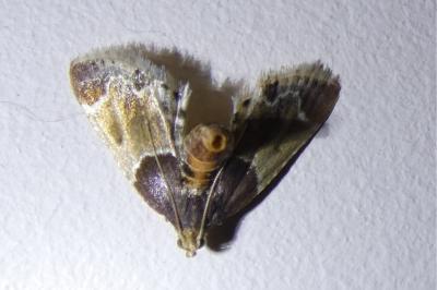 <i>Pyralis farinalis</i>