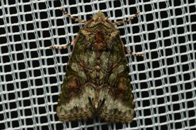 <i>Dryobotodes roboris</i>