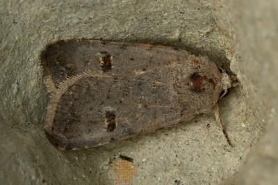 <i>Caradrina kadenii</i>