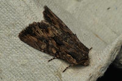 <i>Mniotype solieri</i>