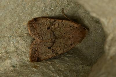 <i>Propenistra laevis</i>