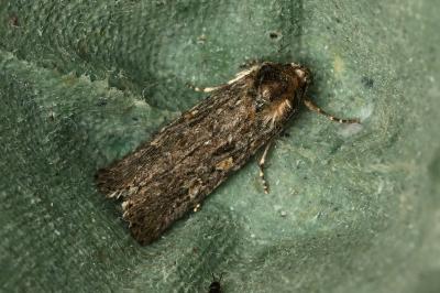 <i>Spodoptera exigua</i>