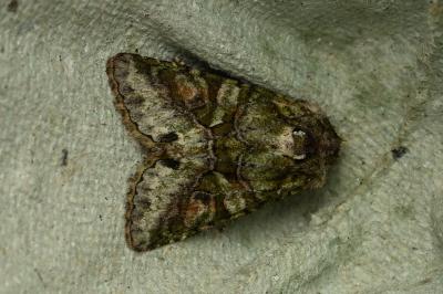 <i>Dryobotodes roboris</i>