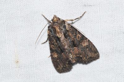 <i>Mniotype satura</i>