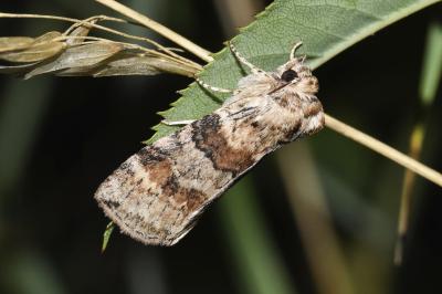 <i>Cymatophorina diluta</i>