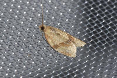 <i>Clepsis consimilana</i>