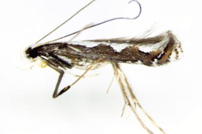 <i>Dialectica scalariella</i>