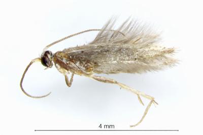 <i>Trifurcula squamatella</i>