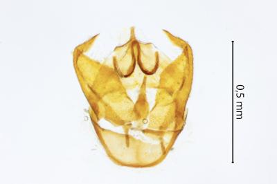 <i>Trifurcula squamatella</i>