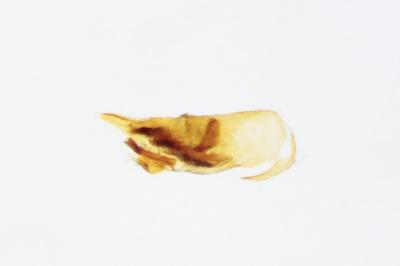 <i>Trifurcula squamatella</i>