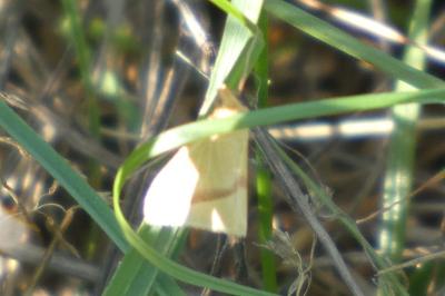 <i>Rhodometra sacraria</i>