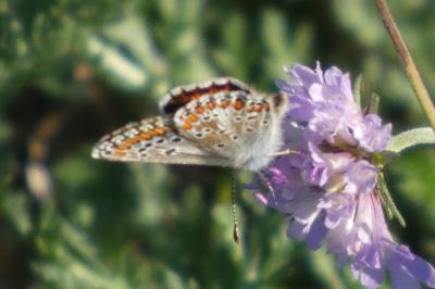 <i>Aricia agestis</i>