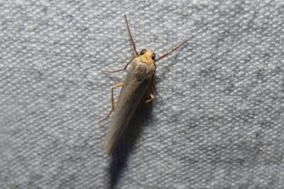 <i>Eilema caniola</i>