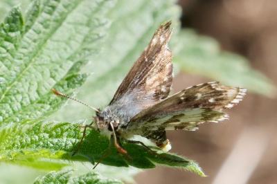 <i>Pyrgus armoricanus</i>