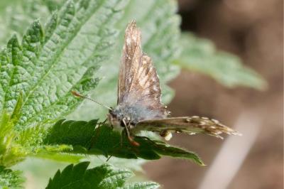 <i>Pyrgus armoricanus</i>