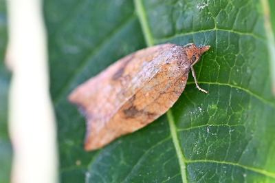 <i>Acleris rhombana</i>