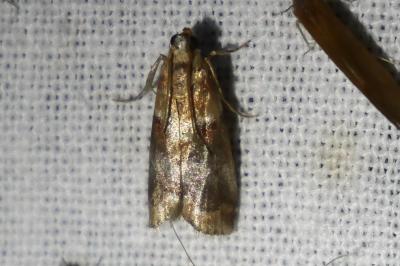 <i>Acrobasis repandana</i>