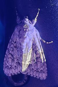 <i>Acronicta aceris</i>