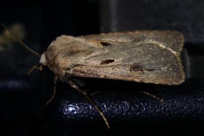 <i>Agrotis exclamationis</i>
