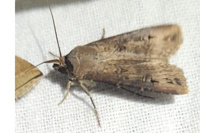 <i>Agrotis ipsilon</i>
